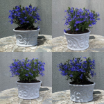 Wind jar and Wind flowerpot