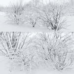 Winter bushes 01