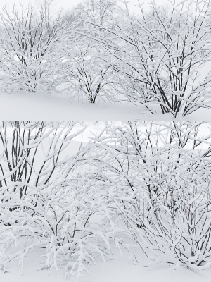 winter-bushes-01-3d-model-max-obj-fbx-mat