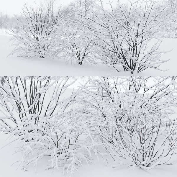 Winter bushes 01