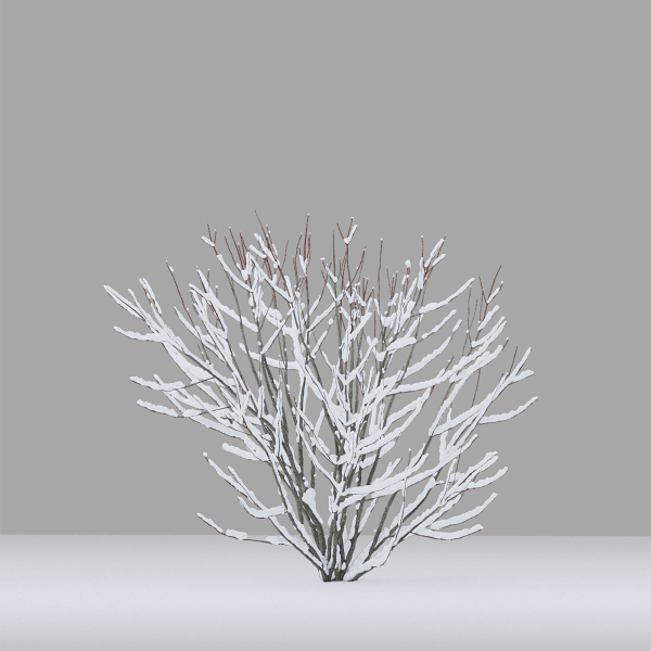 Winter bushes 01