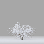 Winter bushes 01