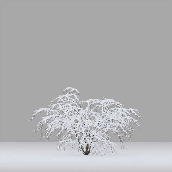 Winter bushes 01
