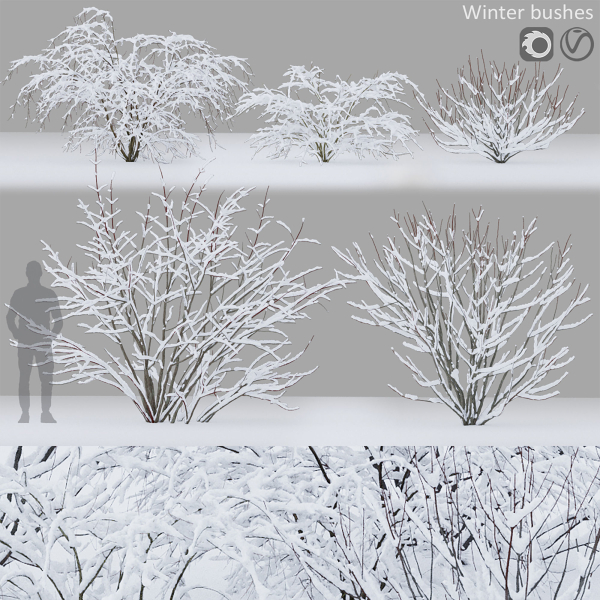 Winter bushes 01