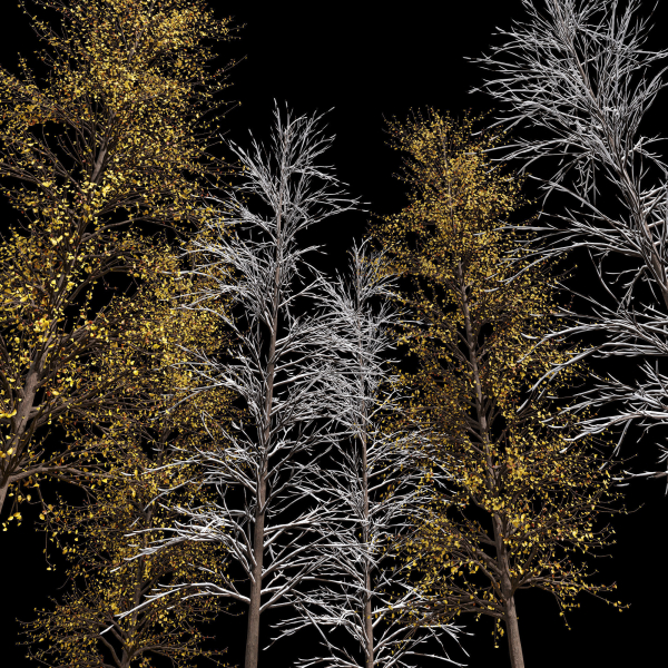 Winter Snow and fall Tree 02