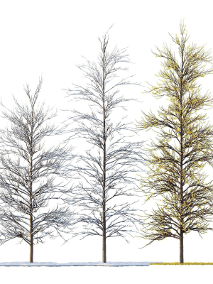 Winter Snow and fall Tree 02