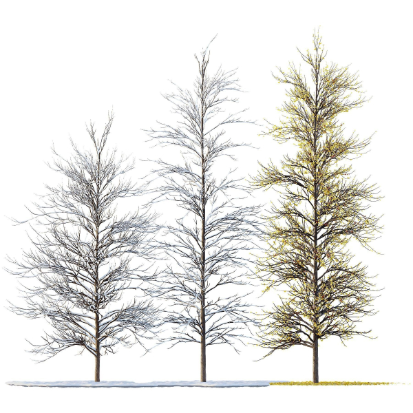 Winter Snow and fall Tree 02