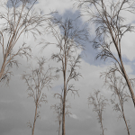 Winter Snow Tree 01
