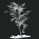 Winter Snow Tree 01