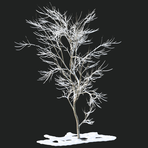 Winter Snow Tree 01