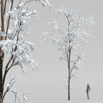 Winter Snow Tree 01