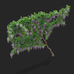 Wisteria