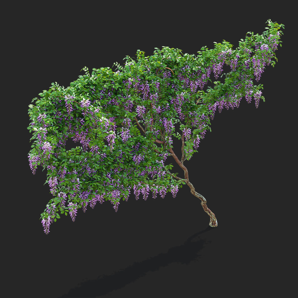 Wisteria