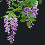 Wisteria