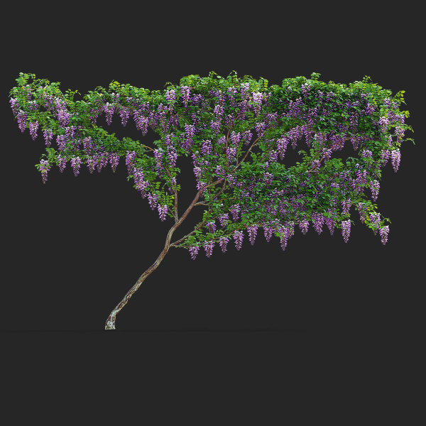 Wisteria