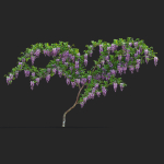 Wisteria