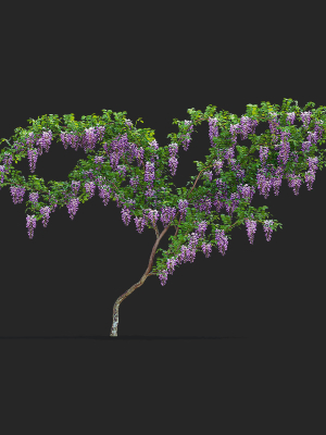 wisteria-3d-model-74205de088