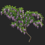 Wisteria