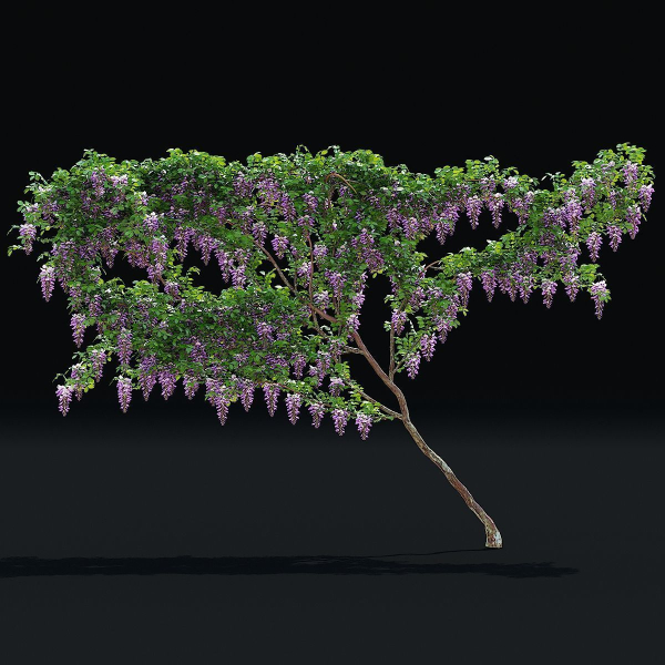 Wisteria