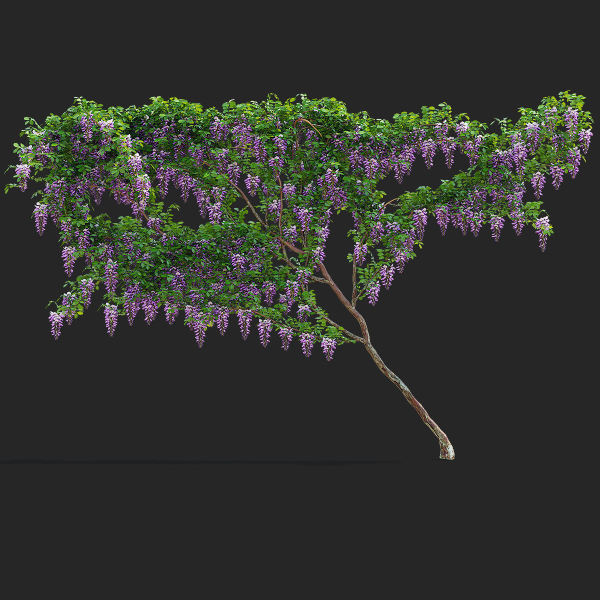 Wisteria