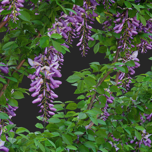 Wisteria