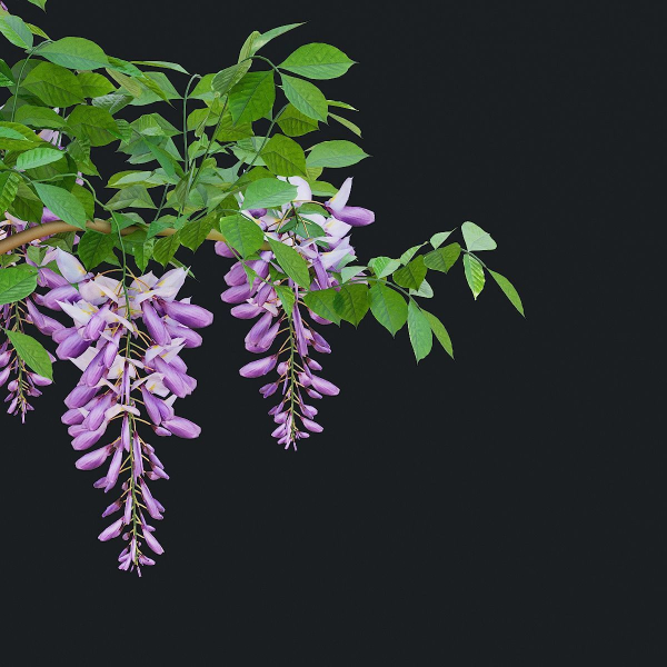 Wisteria