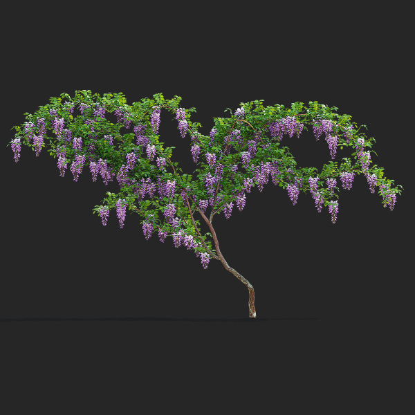 Wisteria