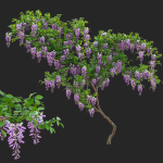 Wisteria