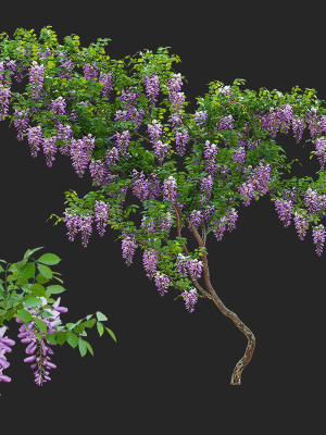 Wisteria