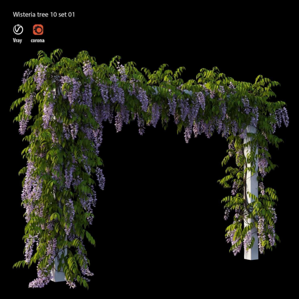 wisterial tree 10  set 01