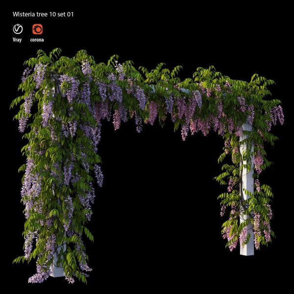 wisterial tree 10  set 01