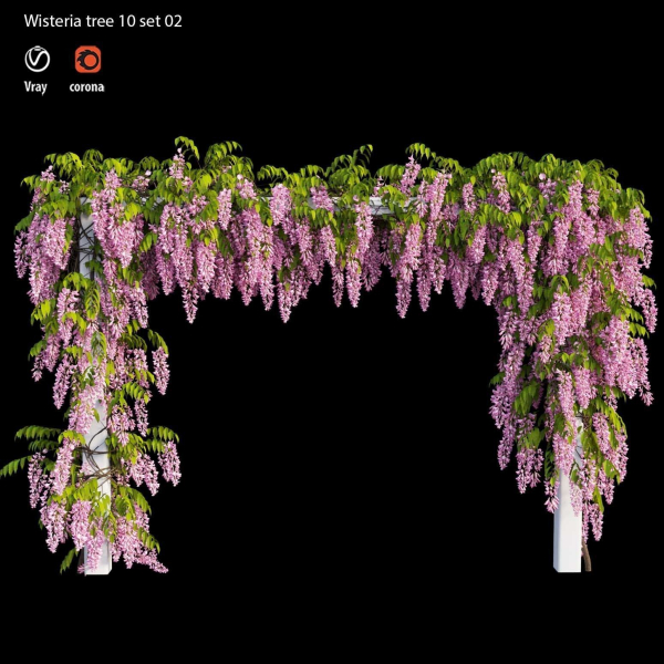 wisterial tree 10 set 02