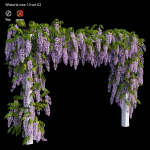 wisterial tree 10 set 02
