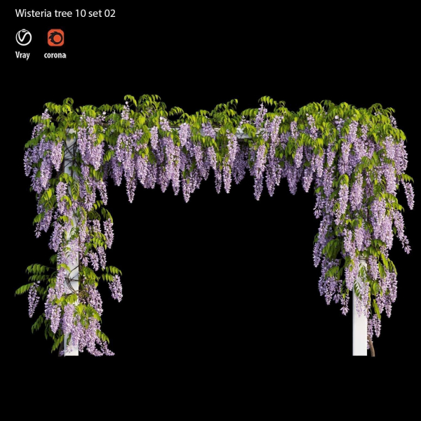 wisterial tree 10 set 02