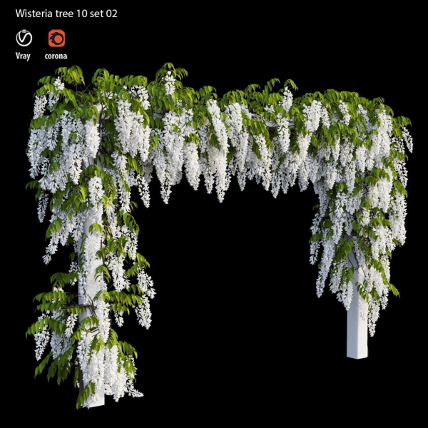 wisterial tree 10 set 02