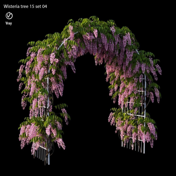 wisterial tree 15 set 04