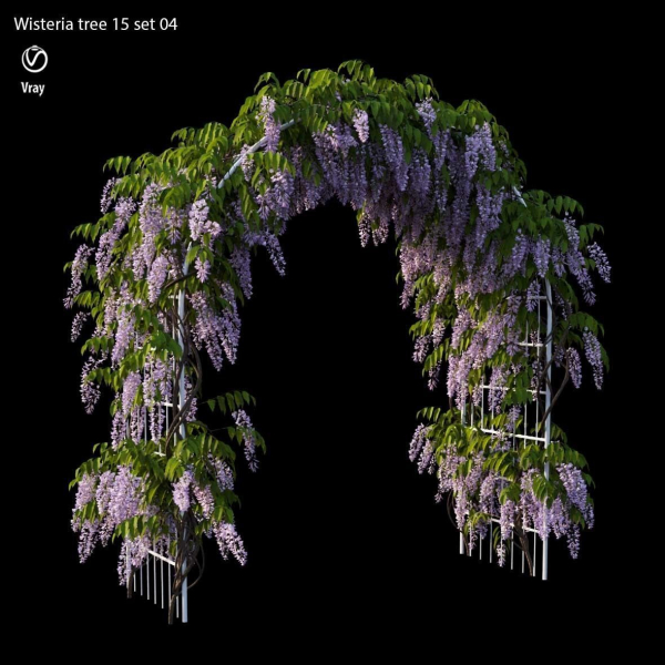 wisterial tree 15 set 04