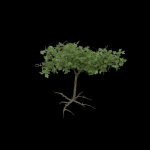 Wood System
