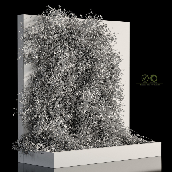 Wooden box ivy plants 01