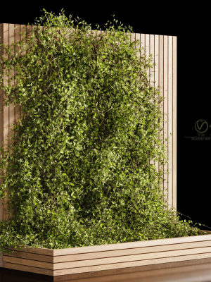 Wooden box ivy plants 01