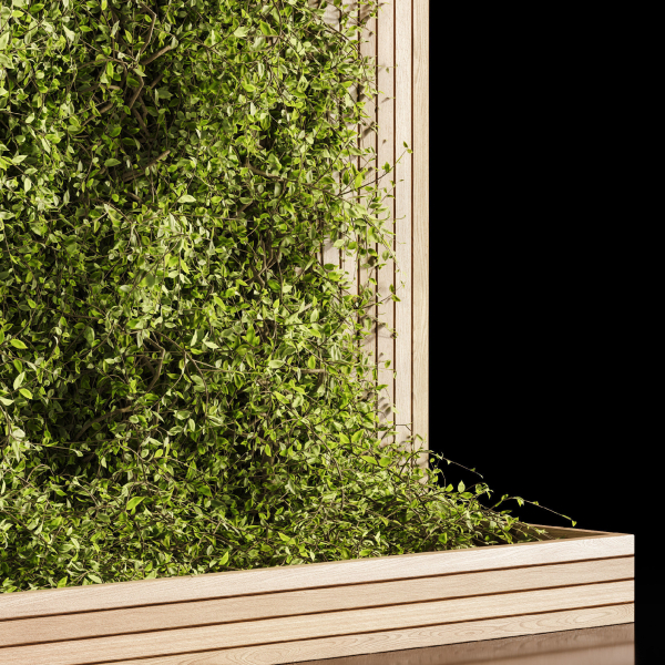 Wooden box ivy plants 01