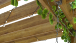 Wooden pergola with hanging sofa
