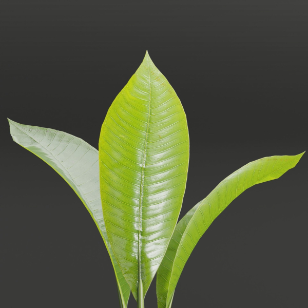Wooden Vase with plants vol 134-Blender