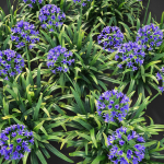 XfrogPlants African Lily - Agapanthus Africanus