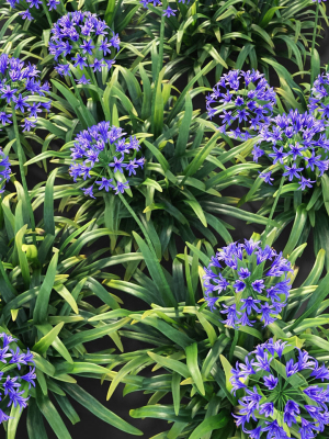 xfrogplants-african-lily-agapanthus-africanus-3d-model-animated-max-fbx-blend-GrowFX