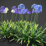 XfrogPlants African Lily - Agapanthus Africanus