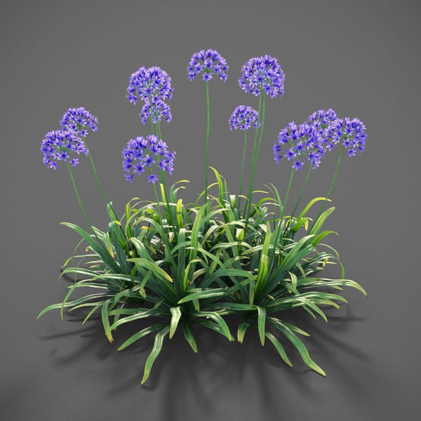 XfrogPlants African Lily - Agapanthus Africanus