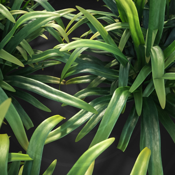 XfrogPlants African Lily - Agapanthus Africanus