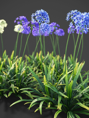 XfrogPlants African Lily - Agapanthus Africanus