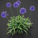 XfrogPlants African Lily - Agapanthus Africanus